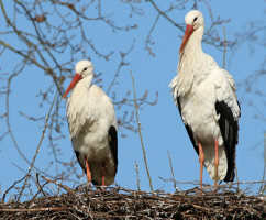 Weißstorch - Aktuelles