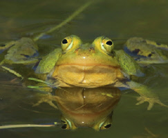 Wasserfrösche