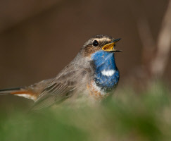 Beobachtungstipp Blaukehlchen