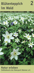 2_Bluetenteppich im Wald.pdf