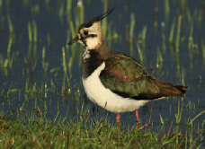 Wiesenvögel
