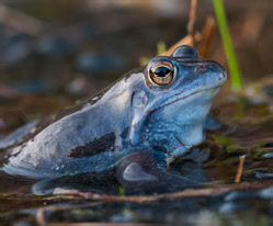 Beobachtungstipp Moorfrosch