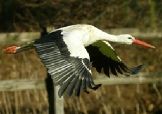 Weißstorch am Dümmer
