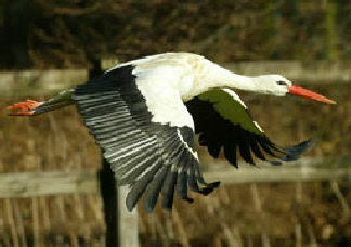 Allgemeines zum Storch