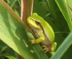 Beobachtungstipp Laubfrosch