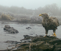 Seeadler erleben