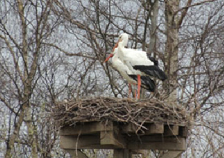 Storch am Naturgarten 2024